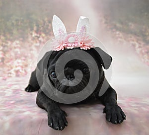 Pug with bunny ears photo