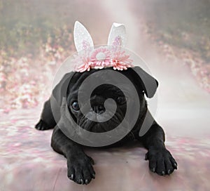 Pug with bunny ears