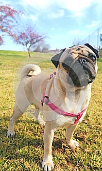 Pug Carlino Cesped photo