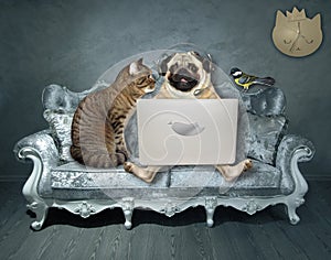 Pug with cat on gray velvet divan