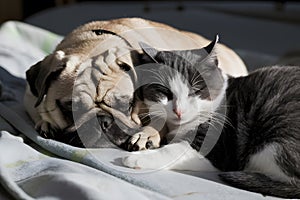 Pug and cat snuggle on a blanket in peaceful light filled moment