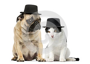 Pug and cat wearing a top hat