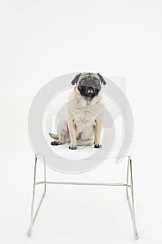 Pug on Chair