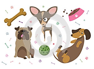 pug, chihuahua and dachshund with accessories on an isolated layer. Can be used for veterinary medicine, pet supplies, packaging