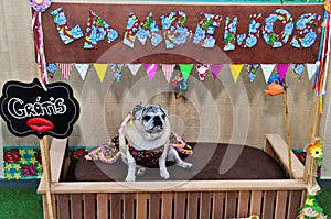 Pug with colorful country dress for canine country party in free kiss tent