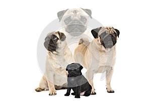 Pug combination with sitting black pug puppy and adult sitting, standing pug and pug portrait on a white background