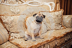 Pug on a couch looking at the camera .