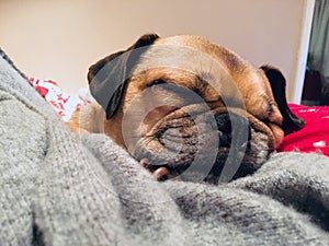 Pug cross sleeping on blankets looking snug photo