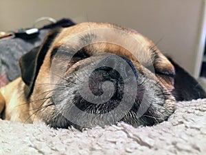 Pug cross sleeping