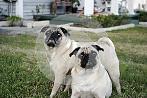 Pug Crossing