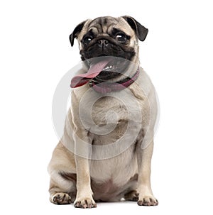 Pug with a disproportionate tongue sitting in fro