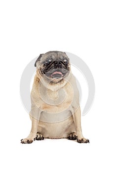 Pug dog