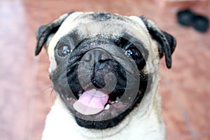 Pug Dog