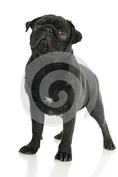 Pug dog