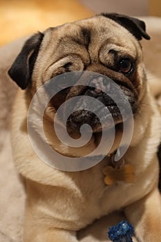 Pug Dog