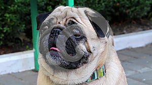 Pug dog