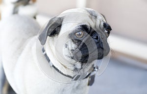 Pug Dog