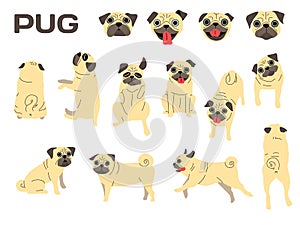 Pug,dog in action,happy dog