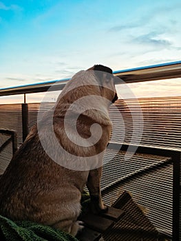 Pug dog admiring the sunset
