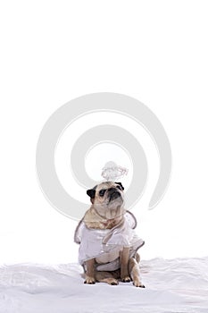 Pug dog in angel costume