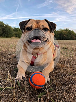 Pug dog with ball laying on a grass meadow