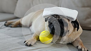 Pug dog with a bandage lies on the sofa with a tennis ball