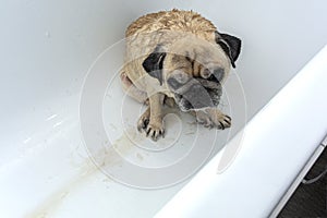 Pug dog in the bathroom. Wet sad dog in the process of washing. Sad lonely animal. Copy space