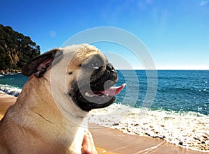 Pug dog in a beach