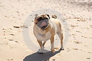Pug dog on the beach