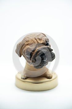 pug dog with big head, very funny with bienco background photo