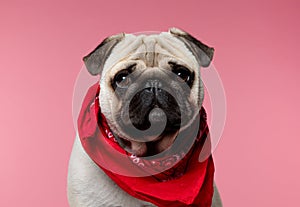 Pug dog with big humble eyes wearing red bandana