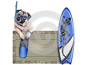 pug dog with blue vintage wooden beach sign, with goggles, snorkel, surfboard and flippers for summer, isolated on white backgrou