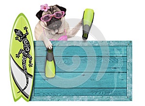 pug dog with blue vintage wooden beach sign, surfboard and flippers for summer, isolated on white background