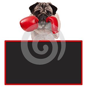 Pug dog boxer with red leather boxing gloves with blank advertising blackboard sign