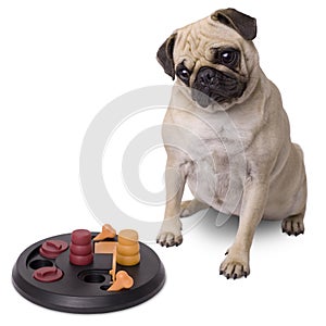 Pug dog with brain game