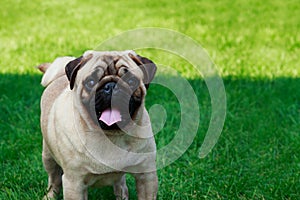 Pug dog breed