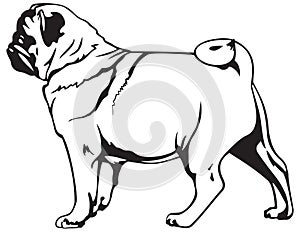 Pug dog breed