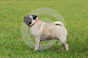 Pug dog breed