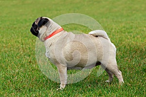 Pug dog breed
