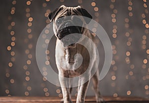 Pug dog with brown fur standing and waiting for atention