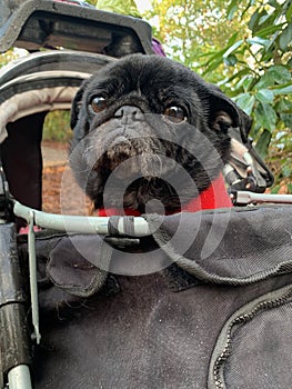 Pug dog in buggy