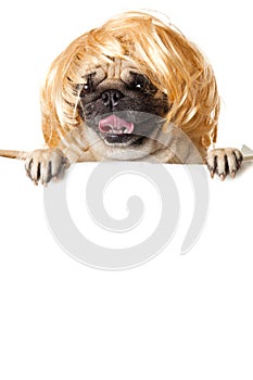 Pug dog with bunner isolated on white background. concept for design dog with billboard