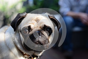 Pug Dog
