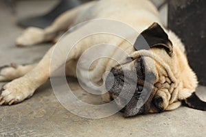 Pug dog close up muzzle photo resting on siesta