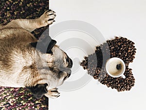 Pug dog and coffee photo