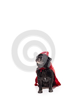 Pug Dog in devil costume