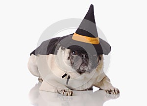 Pug dog dress up