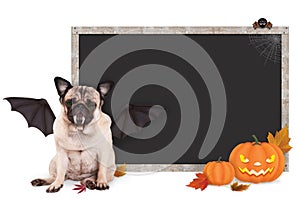 Pug dog dressed up as bat for halloween, with blank blackboard sign and pumpkins