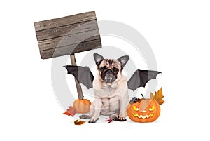 Pug dog dressed up as bat for halloween, with scary pumpkin lantern and blank wooden sign