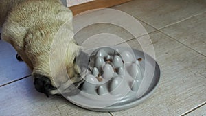 Pug dog eating kibble from a plastic food dish, designed to make dogs eat slower to prevent bloating. Close up slow dog feeding bo